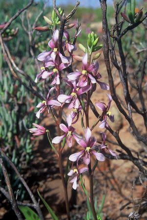 Cyanella orchidiformis - Indigenous South African Bulb - 10 Seeds