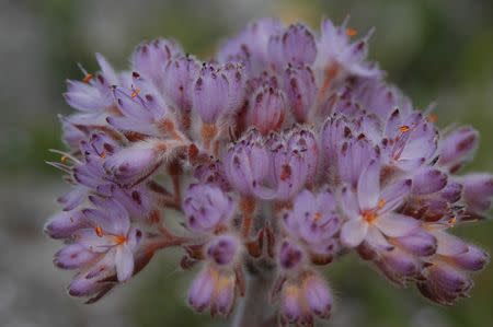 Dilatris corymbosa - Indigenous South African Bulb - 10 Seeds