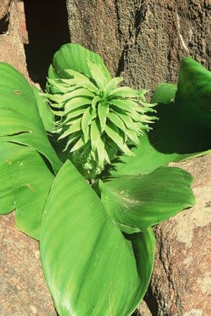 Eucomis regia - Indigenous South African Bulb - 10 Seeds