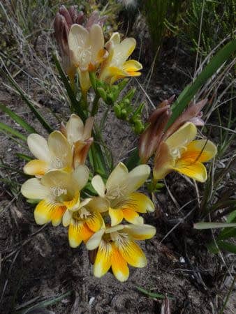 Freesia leichtlinii subsp leichtlinii - Indigenous South African Bulb - 10 Seeds