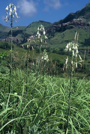 Galtonia candicans - Indigenous South African Bulb - 10 Seeds