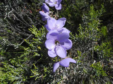 Geissorhiza inaequalis - Indigenous South African Bulb - 10 Seeds