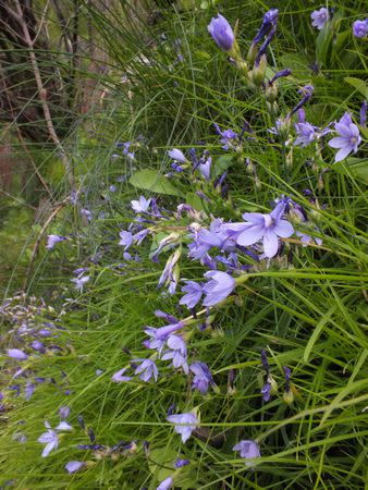 Geissorhiza pseudinaequalis - Indigenous South African Bulb - 10 Seeds