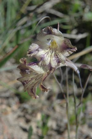 Gladiolus recurvus - Indigenous South African Bulb - 10 Seeds