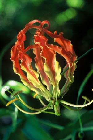 Gloriosa superba orange - Indigenous South African Bulb - 10 Seeds