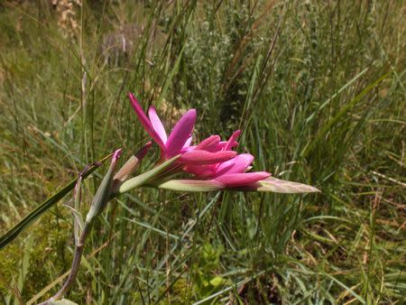 Hesperantha baurii - Indigenous South African Bulb - 10 Seeds