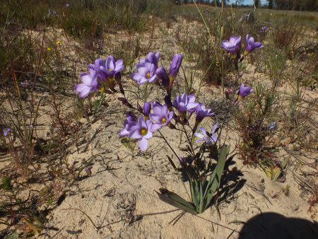 Ixia contorta - Indigenous South African Bulb - 10 Seeds