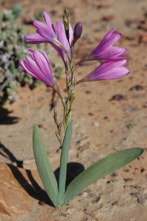 Ixia latifolia - Indigenous South African Bulb - 10 Seeds