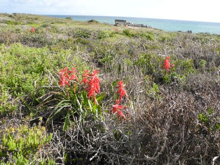 Lachenalia bulbifera - Indigenous South African Bulb - 10 Seeds