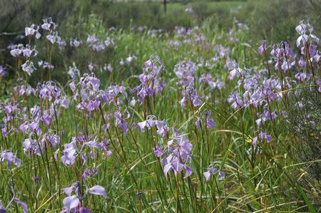 Moraea amabilis - Indigenous South African Bulb - 10 Seeds