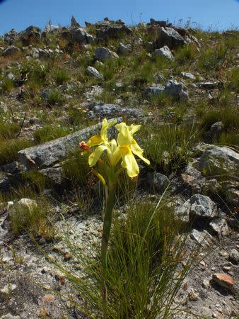 Moraea anomala - Indigenous South African Bulb - 10 Seeds