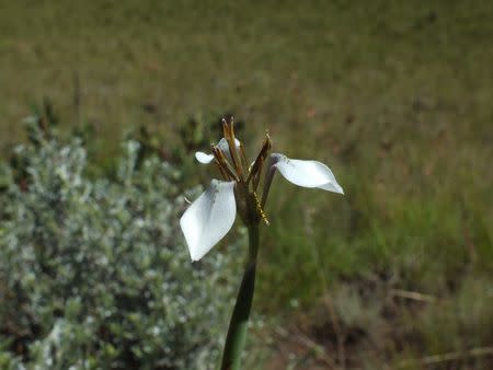Moraea brevistyla - Indigenous South African Bulb - 10 Seeds