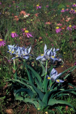 Moraea ciliata - Indigenous South African Bulb - 10 Seeds