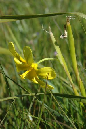 Moraea cookii - Indigenous South African Bulb - 10 Seeds