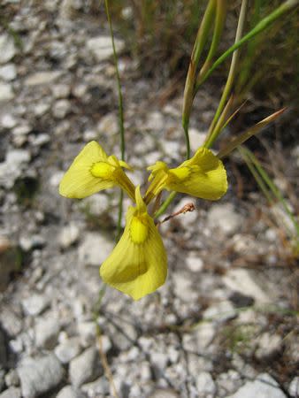 Moraea cooperi - Indigenous South African Bulb - 10 Seeds