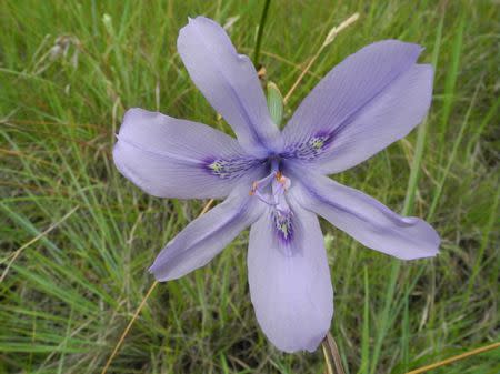 Moraea inclinata - Indigenous South African Bulb - 10 Seeds