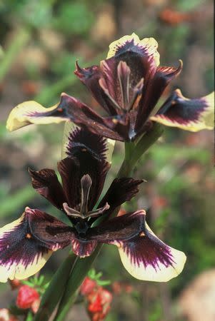 Moraea lurida - Indigenous South African Bulb - 10 Seeds