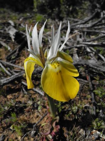 Moraea macronyx - Indigenous South African Bulb - 10 Seeds