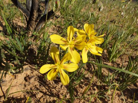 Moraea nana - Indigenous South African Bulb - 10 Seeds