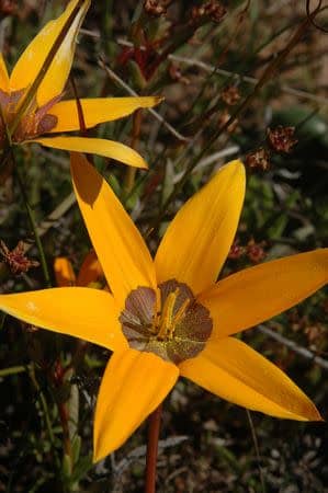 Pauridia canaliculata - Indigenous South African Bulb - 10 Seeds