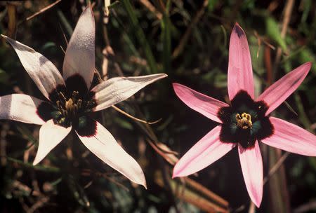 Pauridia capensis - Indigenous South African Bulb - 10 Seeds