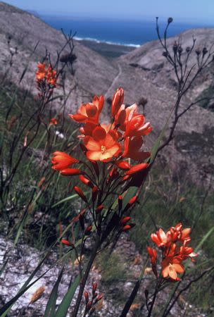 Pillansia templemanii - Indigenous South African Bulb - 10 Seeds