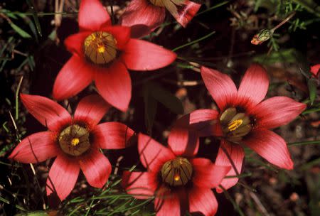 Romulea eximia - Indigenous South African Bulb - 10 Seeds