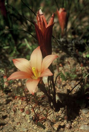 Romulea namaquensis subsp bolusii - Indigenous South African Bulb - 10 Seeds