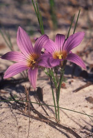 Seeds