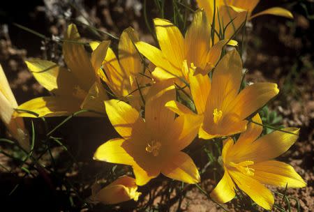 Romulea tortuosa var aurea - Indigenous South African Bulb - 10 Seeds