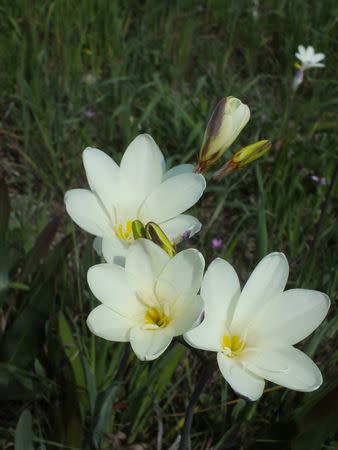 Sparaxis bulbifera - Indigenous South African Bulb - 10 Seeds