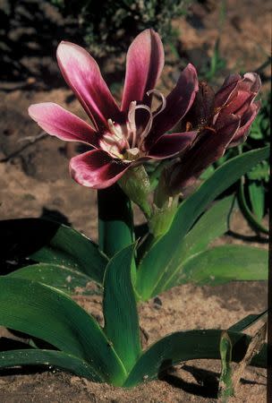 Sparaxis grandiflora ssp violaceae - Indigenous South African Bulb - 10 Seeds