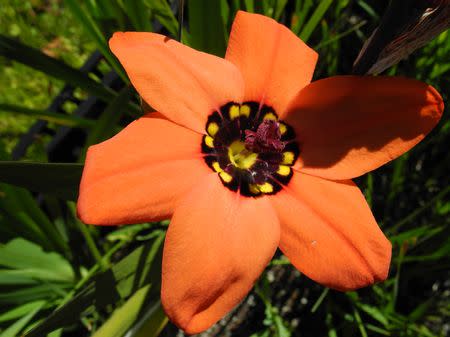 Sparaxis pillansii - Indigenous South African Bulb - 10 Seeds