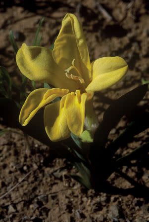 Tritonia florentiae - Indigenous South African Bulb - 10 Seeds