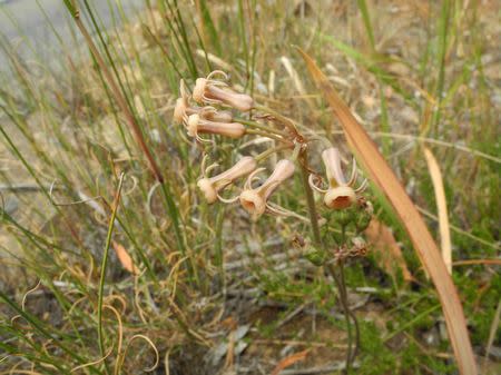 Tulbaghia dregeana - Indigenous South African Bulb - 10 Seeds