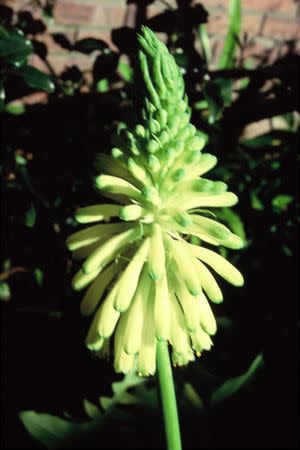 Veltheimia bracteata - yellow - Indigenous South African Bulb - 10 Seeds