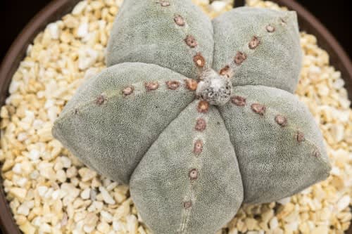 Astrophytum myriostigma - Exotic Cacti / Succulent - 10 Seeds