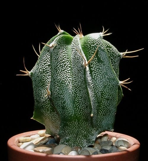 Astrophytum ornatum - Exotic Cacti / Succulent - 10 Seeds