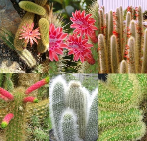 Cleistocactus mixed species - Exotic Cacti / Succulent - 10 Seeds
