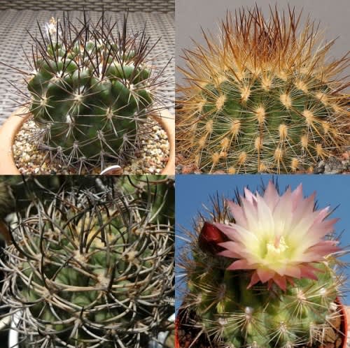 Eriosyce mixed species - Exotic Cacti / Succulent - 5 Seeds