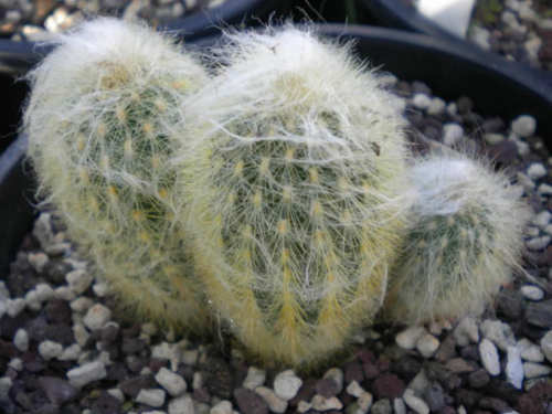 Espostoa melanostele - Exotic Cacti / Succulent - 5 Seeds