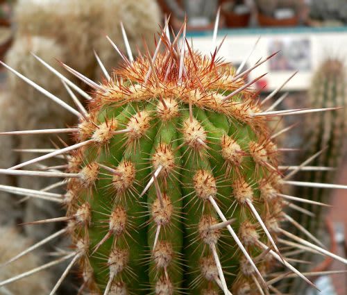 Espostoa mirabilis - Exotic Cacti / Succulent - 5 Seeds
