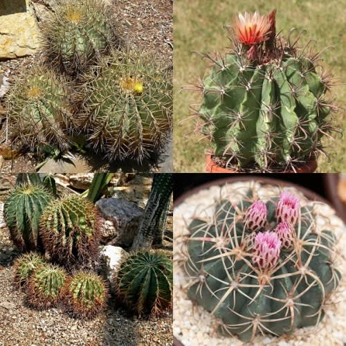 Ferocactus mixed species - Exotic Cacti / Succulent - 10 Seeds