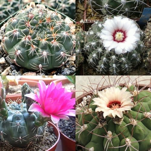 Gymnocalycium mixed species - Exotic Cacti / Succulent - 10 Seeds