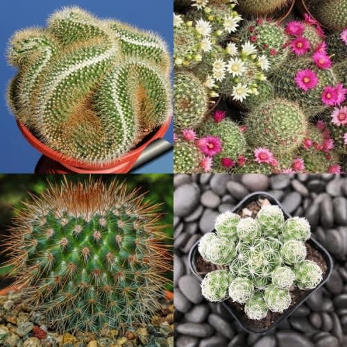Mammillaria mixed species  - Exotic Cacti / Succulent - 10 Seeds