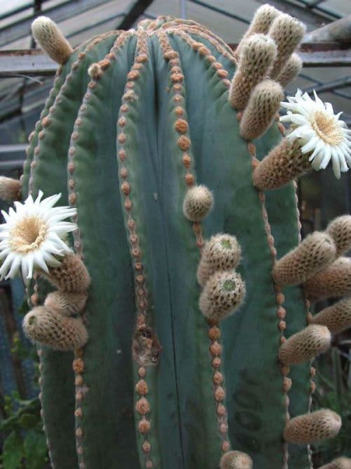 Pachycereus pringlei - Exotic Cacti / Succulent - 10 Seeds