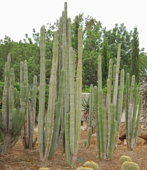 Pachycereus marginatus - Exotic Cacti / Succulent - 10 Seeds
