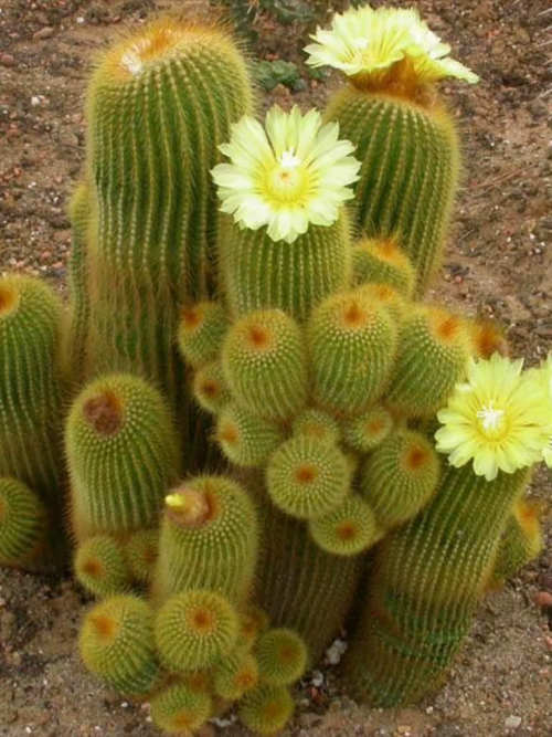 Parodia  /  Notocactus leninghausii - Exotic Cacti / Succulent - 10 Seeds