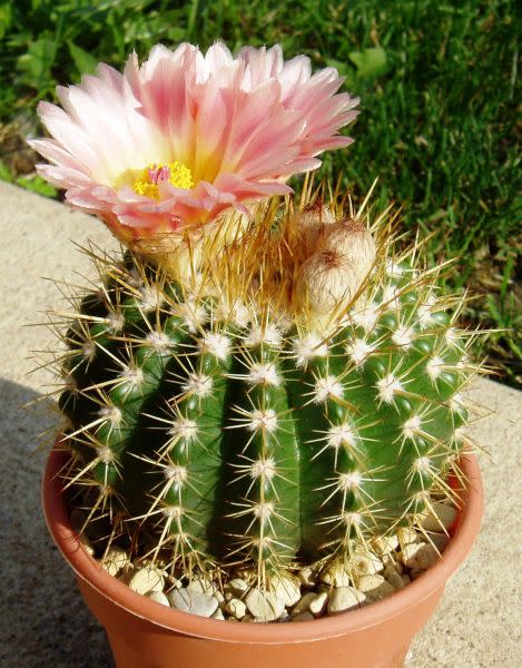 Parodia  /  Notocactus mammulosa / roseolatus - Exotic Cacti / Succulent - 10 Seeds
