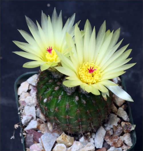 Parodia  /  Notocactus van vliettii / werdermanniana - Exotic Cacti / Succulent - 10 Seeds